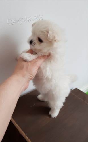 Mini mini maltská štěňátka na prodej. Mini mini maltská štěňátka na prodej.