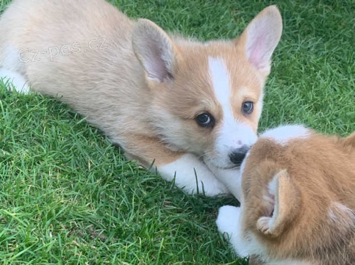 N�dhern� �t���tka corgi p�ipravena vyrazit!