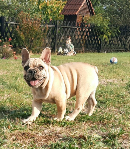 Francouzský buldoček Francouzský buldoček