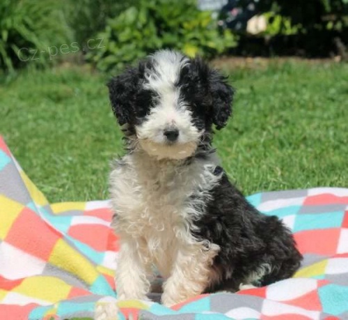 Štěně Sheltidoodle Na Prodej Štěně Sheltidoodle Na Prodej