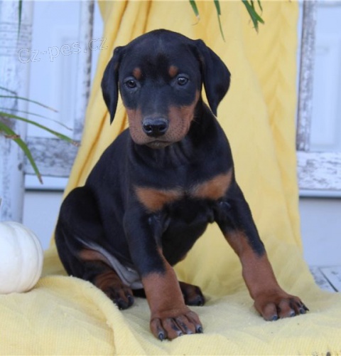 Dobrmana - �t�n�tka bez PP