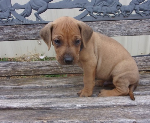 Štěňátka rhodeského ridgebacka Štěňátka rhodeského ridgebacka