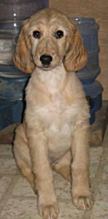 �t��ata afgh�nsk�ch chrt� jsou p�ipravena k adopci.