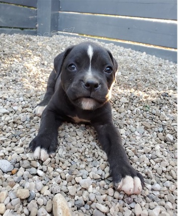 Americk� buldok �t��ata jsou p�ipravena k adopci a nov�m rodin�m.