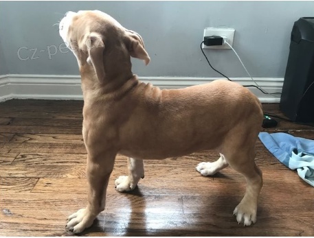 �t��ata americk�ho pitbull teri�ra jsou p�ipravena k adopci