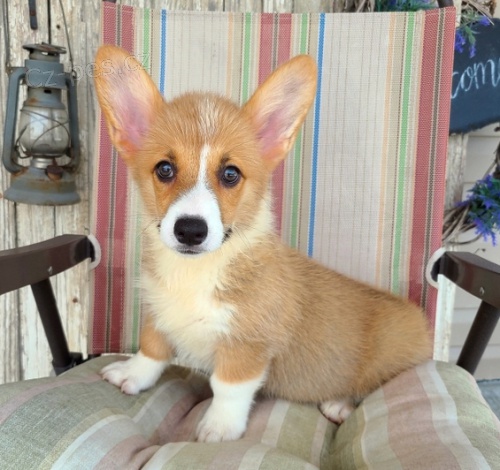�t��ata Welsh Corgi Pembroke jsou p�ipravena na nov� rodiny.