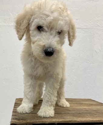 �t��ata pudl� jsou p�ipravena na nov� rodiny.