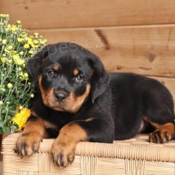 �t��ata rotvajlera jsou p�ipravena na nov� rodiny.