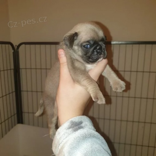 Prod�m kr�sn� �t��ata b�ov�ho mini mopsl�ka