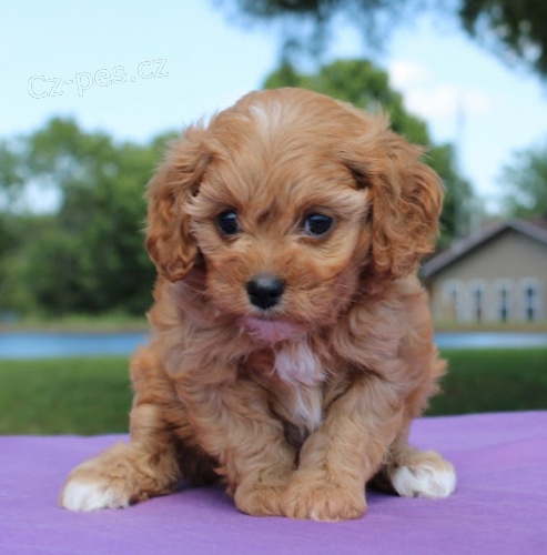 Kr�sn� �t��ata Cavapoo jsou k dispozici a p�ipravena k prodeji.