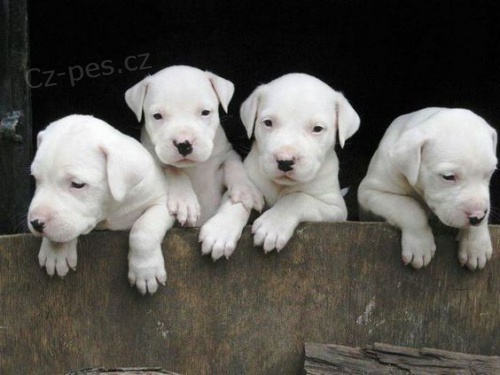 Prod�m ZDRAV� a O�KOVAN� �t��ata Dogo Argentino.
