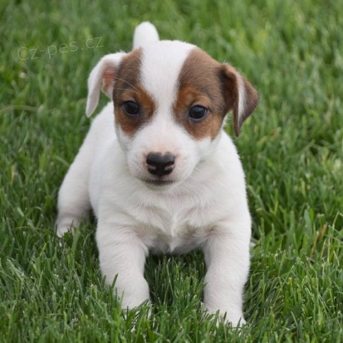 Prodám krásná a rozkošná štěňátka jack russell. Prodám krásná a rozkošná štěňátka jack russell.