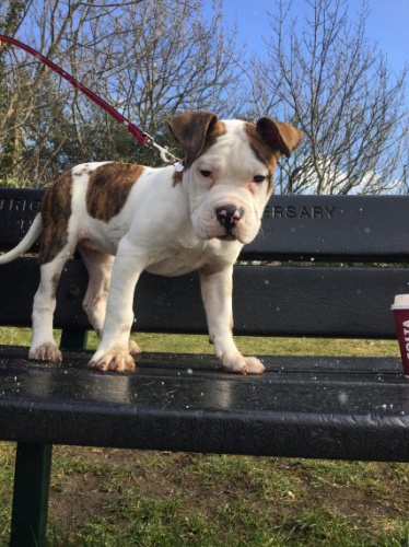 kr�sn� �t��ata americk�ho buldoka na prodej.