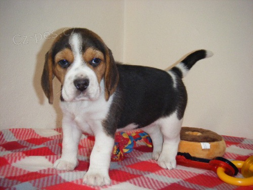 Kr�sn� a rozko�n� t��barevn� �t���tka beagle k dispozici a p�ipraven� k prodeji.