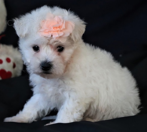 �t��ata Bichon Frise jsou k dispozici a p�ipravena k prodeji.