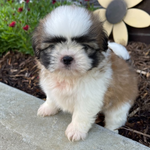na prodej hygienicky a soci�ln� vy�kolen� �t��ata MINI SHIH TZU