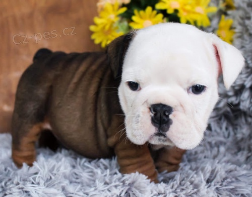 �t��ata mini anglick�ho buldoka na prodej