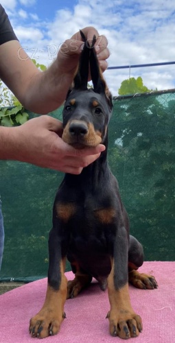 DOBERMAN �t��ata