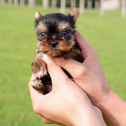 Prod�m mini toy �t���tka Yorkie