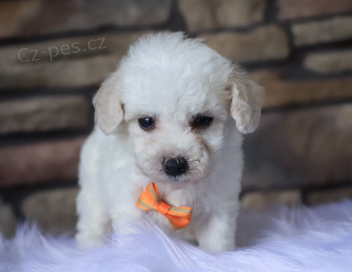 Miniaturní MALTIPOO ŠTĚŇATA na prodej. Miniaturní MALTIPOO ŠTĚŇATA na prodej.