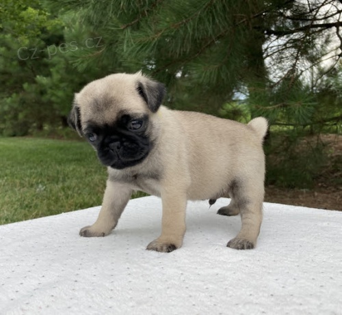 Prod�m kr�sn� mini b�ov� �t���tka mopsl�ka