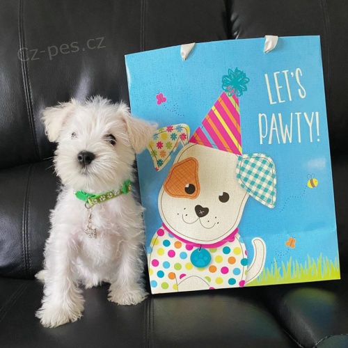Knírač - mini štěňátka k adopci. Knírač - mini štěňátka k adopci.
