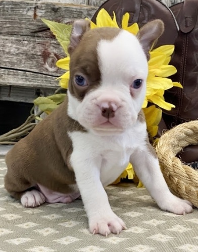 Prod�m �t��ata mini bostonsk�ho teri�ra