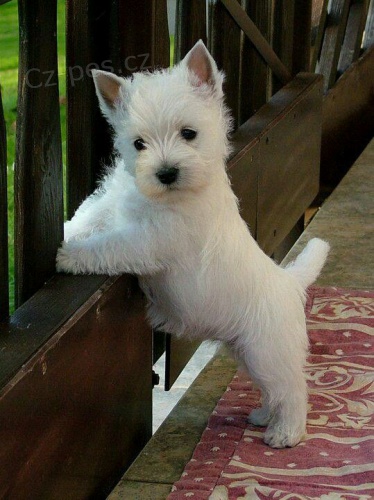 Prodám krásná a andělská štěňata Mini West Highland White Terriers. Prodám krásná a andělská štěňata Mini West Highland White Terriers.