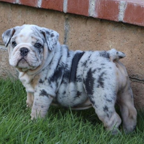 Kr�sn� a and�lsk� mu� a �ena �t��ata anglick�ho buldoka na prodej