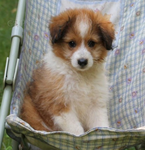 očkovaná štěňata Sheltidoodle na prodej. očkovaná štěňata Sheltidoodle na prodej.