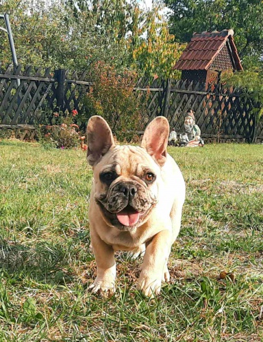Francouzský buldoček štěně Francouzský buldoček štěně