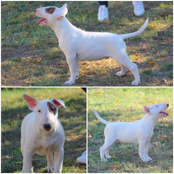 Bulteri�r �t��ata