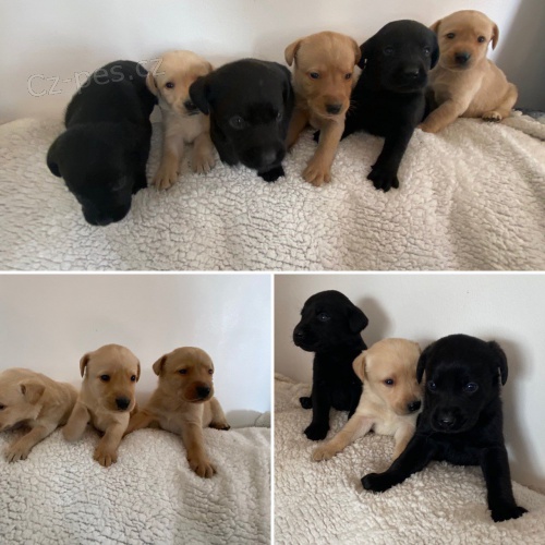 8 štěňat labradora k adopci 8 štěňat labradora k adopci