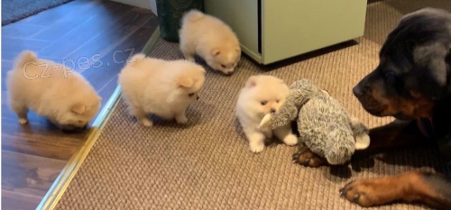 K dispozici krásná štěňata pomeranianů K dispozici krásná štěňata pomeranianů