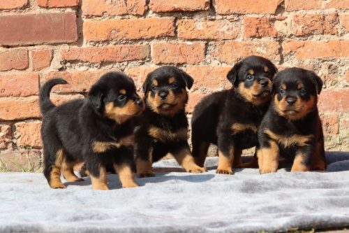 12 týdnů stará štěňata rotvajlera k adopci 12 týdnů stará štěňata rotvajlera k adopci