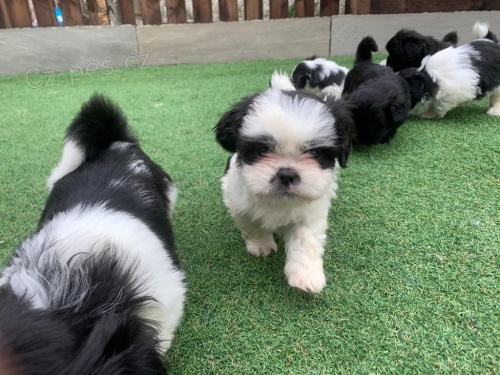 Velmi hravá štěňata Shih Tzu pro vás Velmi hravá štěňata Shih Tzu pro vás