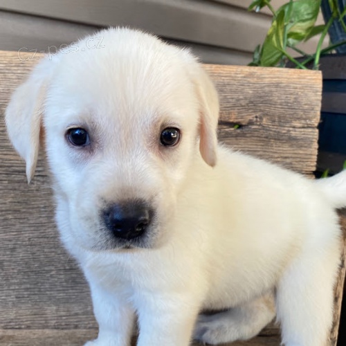 Na prodej kr�sn� a zdrav� �t��ata labradorsk�ho retr�vra.