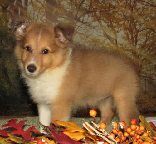 Zdrav� a kr�sn� mu� a �ena �t���tka �heltie na prodej.