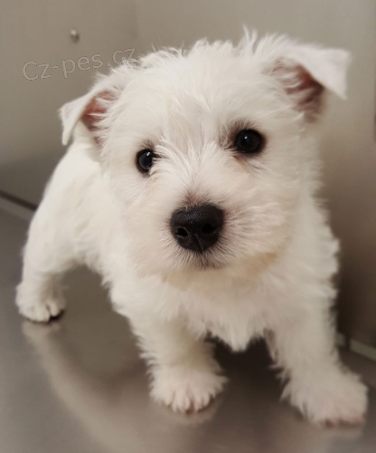 Prodám mini mini štěňátka West Highland White Terriers. Prodám mini mini štěňátka West Highland White Terriers.