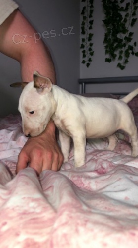 prodám mini rozkošná štěňata anglického bulteriéra. prodám mini rozkošná štěňata anglického bulteriéra.