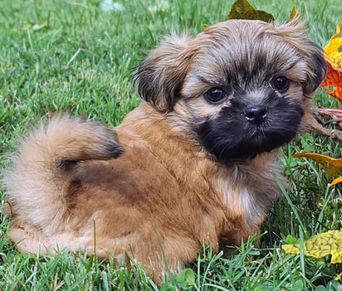 Prod�m �t��ata SHIH TZU MINI