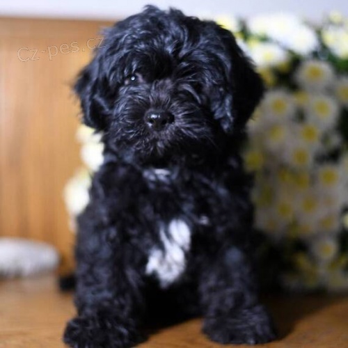 �ern� �t��ata shihpoo na prodej.