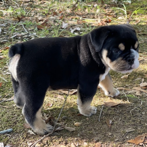 �t��ata anglick�ho buldoka na prodej