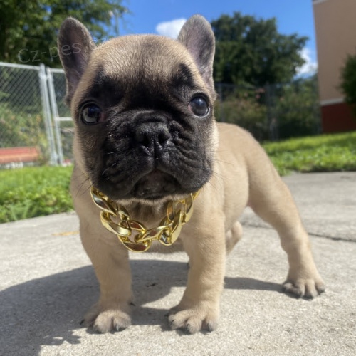 Prodám ZDRAVÁ a OČKOVANÁ štěňata francouzského buldoka. Prodám ZDRAVÁ a OČKOVANÁ štěňata francouzského buldoka.
