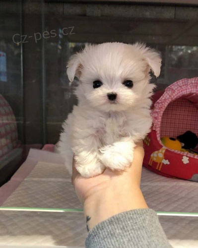 Vakcinovaná mini mini hračka maltézských štěňátek na prodej. Vakcinovaná mini mini hračka maltézských štěňátek na prodej.