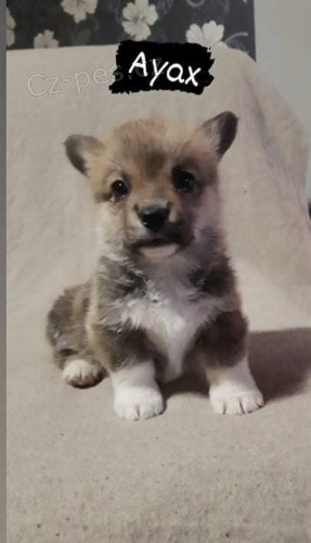 Welsh Corgi �t��ata