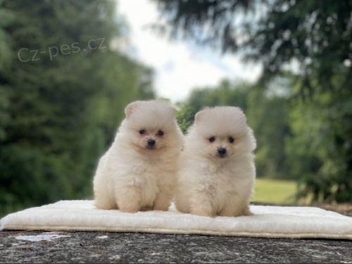 �pic pomeranian �t��ata