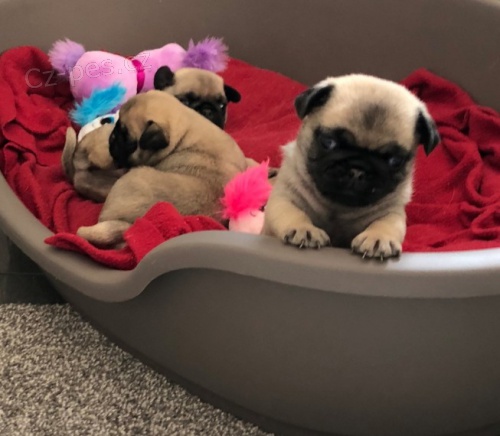 Prod�m kr�sn� mini fenka a samec b�ov�ho Mopsl�ka.