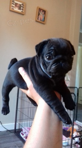 Na prodej �ern� mini fenka a samice mopsl�ka