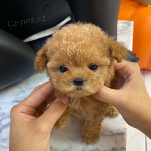 Mini ��lek pudl �t��ata na prodej.